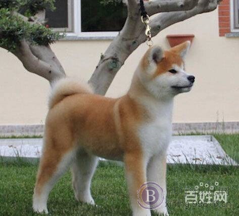 西宁日系秋田犬价格 尊贵品质 秋保证书齐全